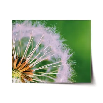 Sablio Plakát Odkvetlé pampelišky 3 - 60x40 cm